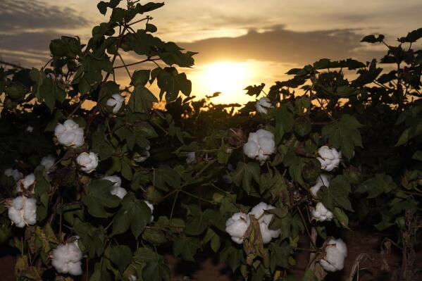 Low yielding cotton plants grow at sunset, Tuesday, Oct. 4, 2022, near Cotton Center, Texas. Drought and extreme heat have severely damaged much of the cotton harvest in the U.S., which produces roughly 35% of the world's crop. (AP Photo/Eric Gay)