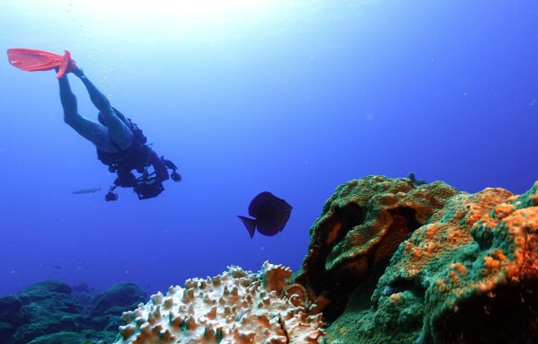 FILE - A scuba diver swims near bleached coral, left, and healthy coral at the Flower Garden Banks National Marine Sanctuary, off the coast of Galveston, Texas, Sept. 15, 2023. The rate Earth is warming hit an all-time high in 2023 with 92% of last year’s surprising record-shattering heat caused by humans, top scientists calculated. (AP Photo/LM Otero, File)