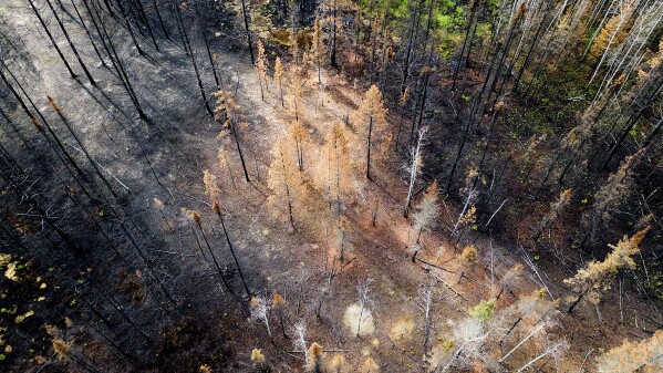 Trees scorched by wildfire stand in a burn area near Fox Creek, Alberta, on Tuesday, July 4, 2023. (AP Photo/Noah Berger)