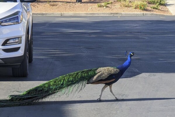 This undated photo provided by Felicity Carter shows Pete, a Las Vegas neighborhood peacock that was killed with a hunter's bow and arrow in August 2023. Authorities are trying to find who was behind it. (Felicity Carter via AP)