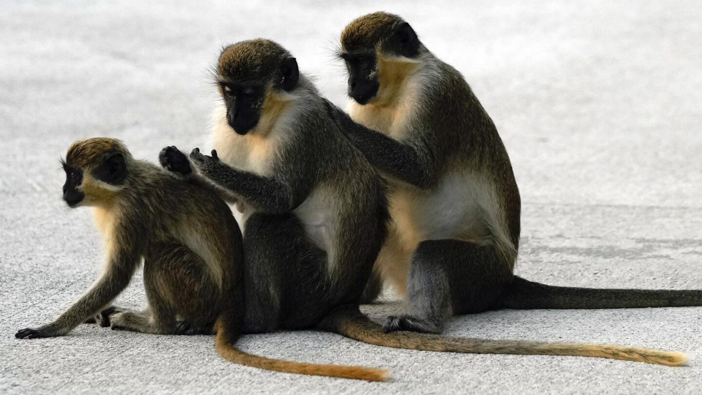 Monkeys Are Just Like Us: 9 Ways Monkeys Reflect Human Behavior