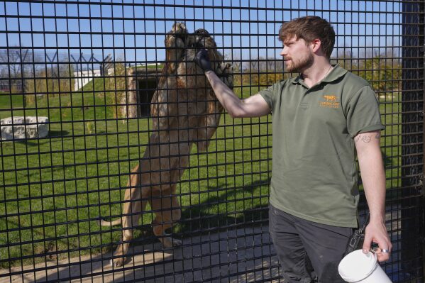 Cameron Whitnall feeds Yuna after lions are rescued from Ukraine and settle into their new forever home at The Big Cat Sanctuary, near Ashford in Kent, England, Thursday, March 20, 2025. (AP Photo/Kirsty Wigglesworth)