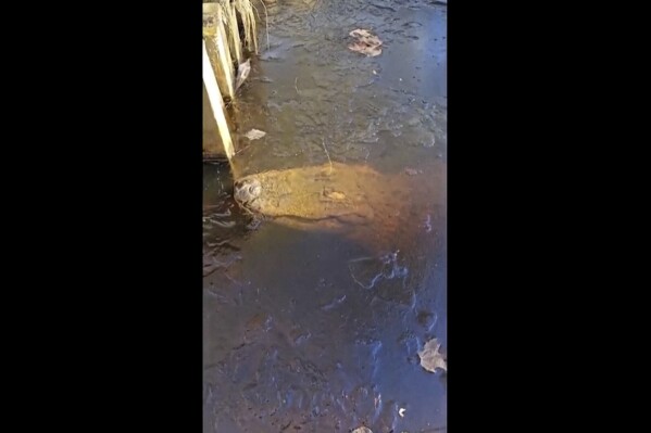 In this image taken from video provided by TMX/The Swamp Park, an alligator is seen under the ice at The Swamp Park in Ocean Isle Beach, N.C., Sunday, Jan. 21, 2024. (TMX/The Swamp Park via The 番茄直播)