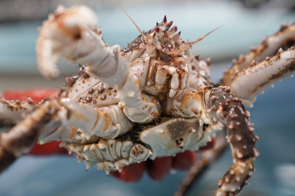 Erin Fedewa, a research fisheries biologist, holds an adult red king crab, Thursday, June 22, 2023, at the Alaska Fisheries Science Center in Kodiak, Alaska. Researchers are scrambling to understand crabs' collapse, with seas warmed by climate change as one theory. (AP Photo/Joshua A. Bickel)