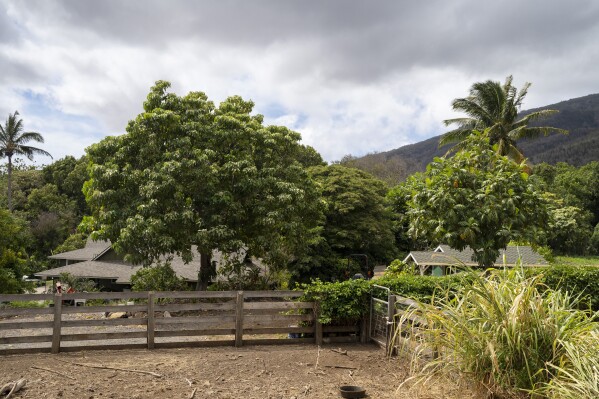 Breadfruit trees at Noho'ana Farm on Tuesday, Oct. 10, 2023, in Waikapu, Hawaii.  (AP Photo/Mengshin Lin)