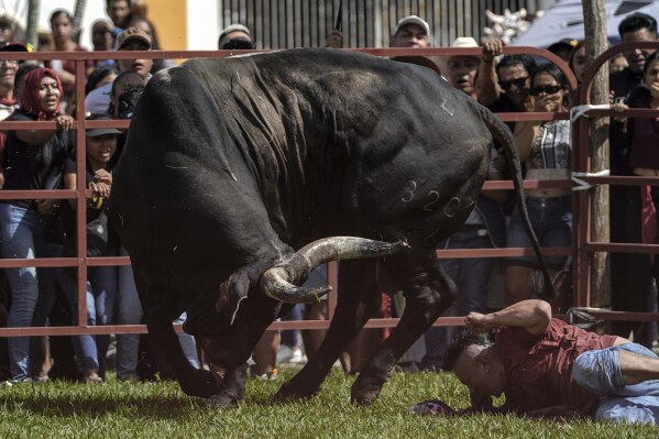 A reveler falls down after provoking a bull during a festival in honor of the Virgin of the Candelaria, in Tlacotalpan, Veracruz State, Mexico, Thursday, Feb. 1, 2024. For nearly a quarter century, the residents have taunted, slapped, chased and run from bulls as part of the religious festival. It is reminiscent, though at a much smaller scale, of the running of the bulls in northern Spain and has continued year after year despite laws banning the mistreatment of animals. (AP Photo/Felix Marquez)