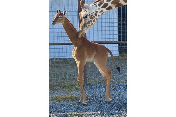 This undated photo provided by Brights Zoo in Limestone, Tenn., shows a plain brown female reticulated giraffe that was born on July 31, 2023, at the family-owned zoo. David Bright, one of the zoo's owners, said the animal is a rarity: Research found another giraffe that was born without a pattern in Tokyo in 1972 and two others before that. The spots serve as camouflage for giraffes in the wild. (Tony Bright/Brights Zoo via AP)