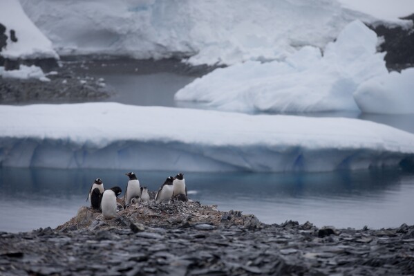 FILE - Gentoo penguins stand on rocks near the Chilean station Bernardo O'Higgins, Antarctica, Jan. 22, 2015. Members of Chile’s Defense Committee met on Thursday, May 23, 2024, in a special briefing in Antarctic to address “the prevailing geopolitical conditions”. (AP Photo/Natacha Pisarenko, File)