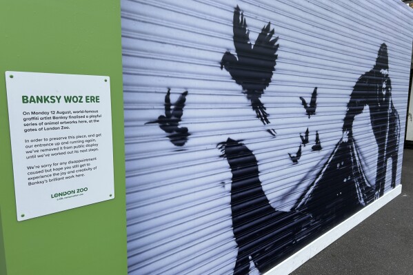 A sign outside the London Zoo explains why a reproduction has replaced a Banksy mural that was removed, Sunday, Aug. 18, 2024. The London Zoo has removed Banksy's gorilla mural from its entrance gate. The painting was the final animal-themed work by the street artist that appeared over nine consecutive days in London. (AP Photo/Brian Melley)