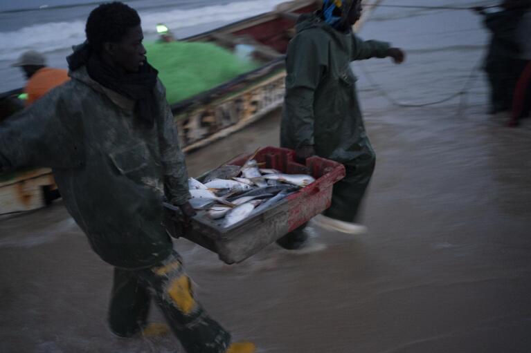 Fishermen carry the fish cargo from a pirogue after arriving at a beach in Saint Louis, Senegal, Wednesday, Jan. 18, 2023. Fishing has long been the community's lifeblood, but the industry was struggling with climate change and COVID-19. (AP Photo/Leo Correa)