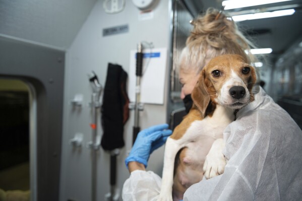 IMAGE DISTRIBUTED FOR THE HSUS - FILE - An HSUS Animal Rescue Team member carries a beagle into the organization's care and rehabilitation center in Maryland on July 21, 2022, after the organization removed the first 201 beagles as part of a transfer plan from Envigo RMS LLC facility in Cumberland, Va. (Kevin Wolf/AP Images for the HSUS)
