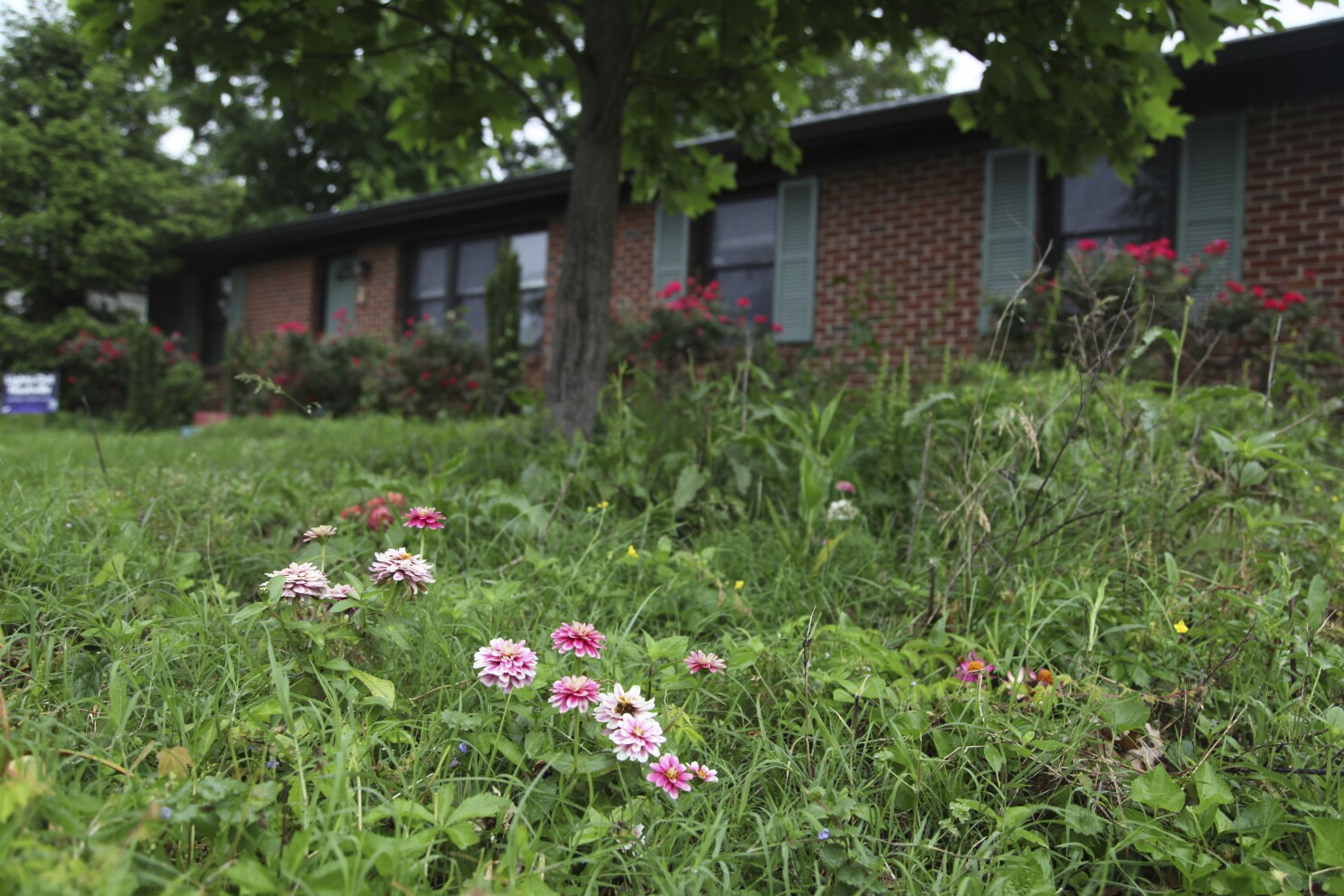 Manicured lawns are out, wild lawns are in. A low mow lifestyle can help bees and conserve water