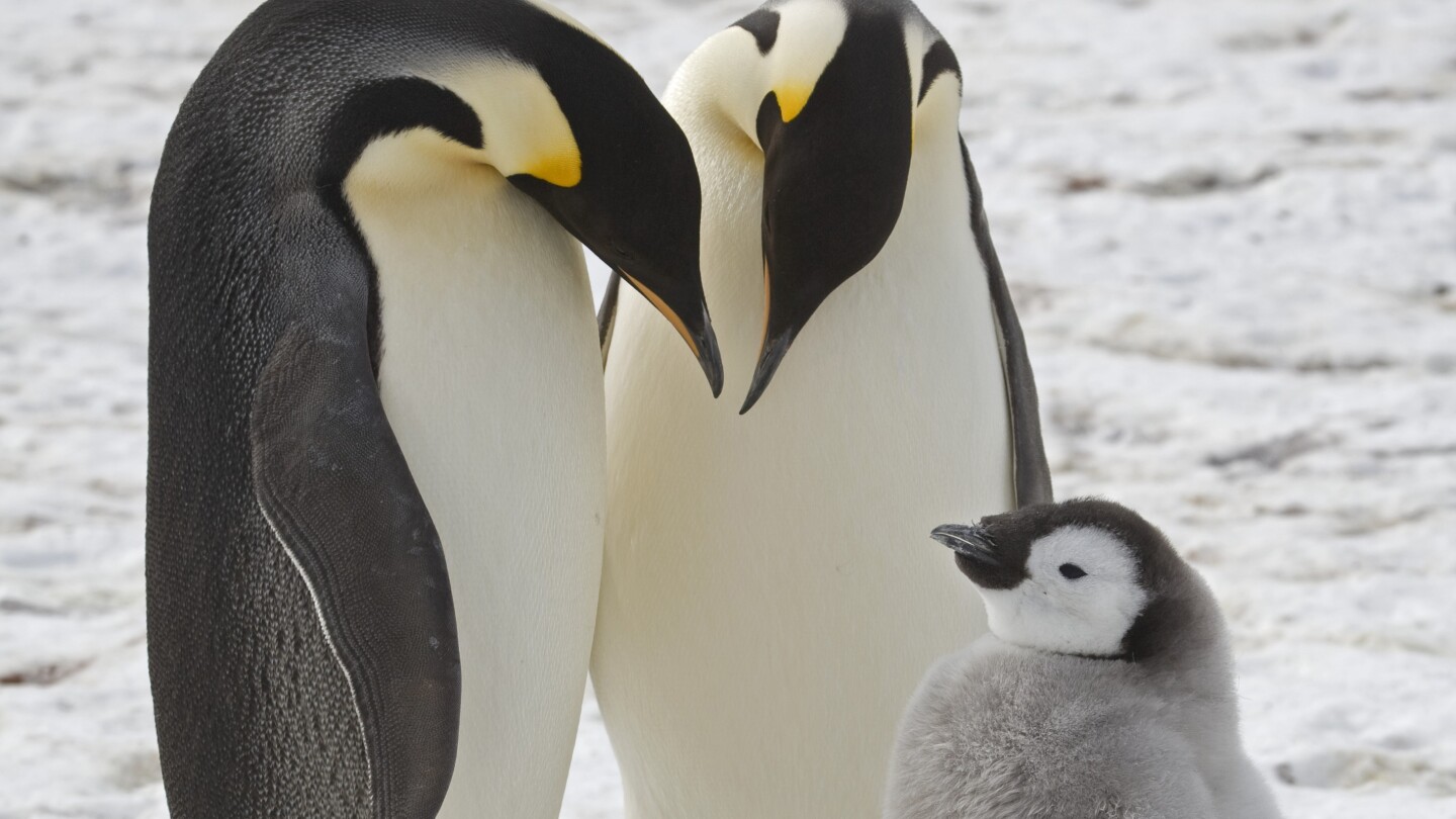 Неизвестни досега колонии от императорски пингвини са забелязани на нови