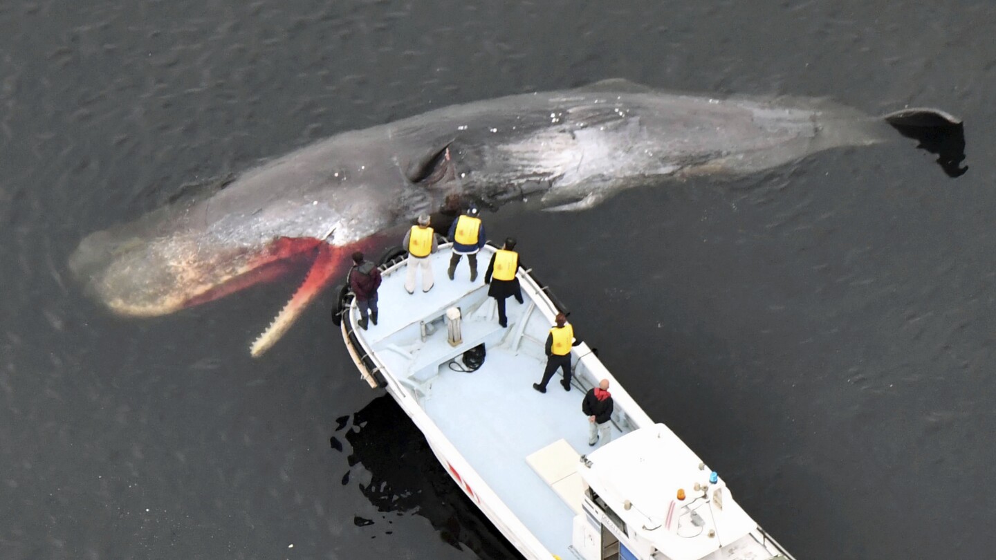 La muerte de una ballena extraviada en una bahía japonesa plantea dudas sobre la causa y el coste de deshacerse de ella