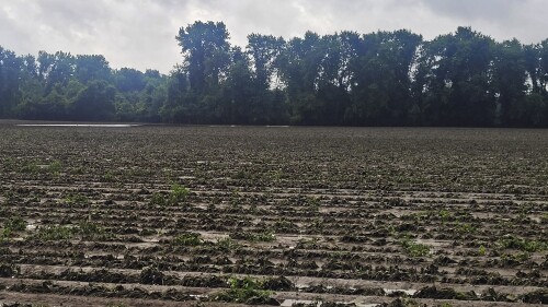 This photograph provided by William Collins shows the string bean fields that were decimated at his farm's fields by flood waters about a week earlier at Fair Weather Growers, Sunday July 16, 2023, in Rocky Hill, Conn. Prior to the flooding, the fields were thriving. When devastating rains swept through the region, farmers in the Northeast were dealt a devastating blow at the worst possible time. (William Collins photo via AP)