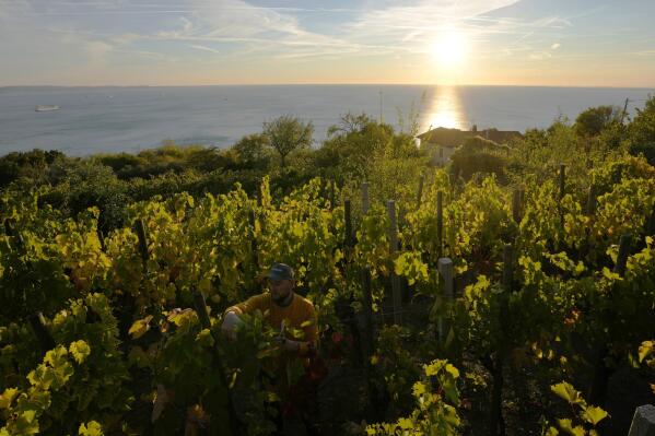 Winemaker Milos Skabar, center, works at his vineyard of the "Prosekar" variety in Prosecco, near Trieste, Italy, Friday, Oct. 15, 2021. Italy has pledged to defend the name of the popular sparkling wine Prosecco as Croatia petitions the European Union to allow its winemakers to call their sweet dessert wine Prosek. The decision not only is a threat to the carefully protected market for the world's top-selling wine but also the entire system of EU geographical designations created to guarantee the quality of artisanal food, wine and spirits.(AP Photo/Antonio Calanni)