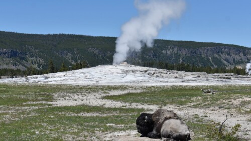 FILE - A bison lies down on the ground in front of the Old Faithful geyser in Yellowstone National Park, Wyo., on June 22, 2022. An Arizona woman who was gored by a bison in Yellowstone on Monday, July 17, 2023, has said 'yes' to her boyfriend's hospital proposal. Chris Whitehill said he had planned to propose to Amber Harris in the park. (AP Photo/Matthew Brown, File)