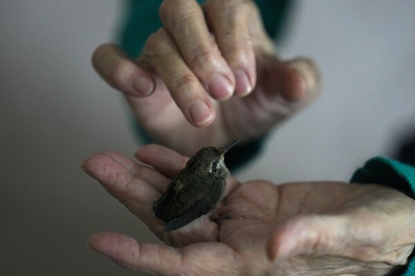Catia Lattouf evaluates a baby hummingbird that was rescued after falling from its nest and brought to her apartment, now a makeshift clinic, in Mexico City, Monday, Aug. 7, 2023. “It is a broad-billed hummingbird,” the 73-year-old Lattouf said, who has opened her apartment to sick, injured or infant hummingbirds, about 60 of which currently flit around. (AP Photo/Fernando Llano)