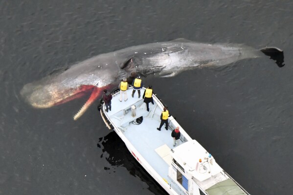 A whale, confirmed dead by field investigation, floats in Osaka Bay in Sakai city, western Japan, on Feb. 19, 2024. The whale as long as a train car that died after straying into a port in Osaka last month is set to be buried until it naturally becomes a skeletal specimen for a local museum. (Kyodo News via 番茄直播)