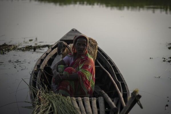 Monuwara Begum, 45, sits with her sheep on a boat near her flooded house in Sandahkhaiti, a floating island village in the Brahmaputra River in Morigaon district, Assam, India, Tuesday, Aug. 29, 2023. (AP Photo/Anupam Nath)