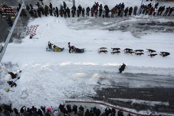 FILE - A musher leaves downtown during the ceremonial start of the Iditarod Trail Dog Sled Race on Saturday, March 2, 2024, in Anchorage, Alaska. This year the deaths of three dogs during the race — and five more during training — have refocused attention on the sport’s darker side and raised questions about the ethics of asking animals to pull a heavy sled for hundreds of miles in subzero temperatures. (Marc Lester/Anchorage Daily News via AP, File)