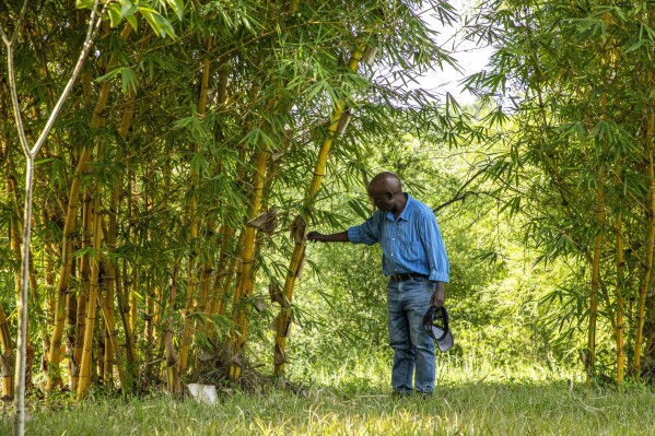 Steve Tusiime, a self-described bamboo collector, touches a piece at the nursery he owns in Mbarara, Uganda, on March 9, 2024. "Each bamboo you see here has a story. It has where it comes from and it has different use and it has a different name," he said. (AP Photo/Dipak Moses)