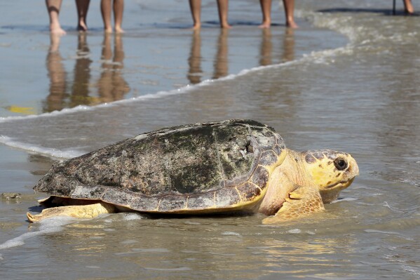 FILE - A 102-pound, female loggerhead sea turtle that was caught off the Galveston Fishing Pier earlier in the summer makes her way into the Gulf of Mexico after being rehabilitated at the National Oceanic and Atmospheric Administration's sea turtle facility in Galveston, Texas, Sept. 16, 2015. The Mexican government has largely abandoned protection and enforcement measures for the endangered loggerhead sea turtles, leading to a spike in the number of turtles being caught up and killed in fishing nets, according to a report released on April 22, 2024, by the Commission for Environmental Cooperation, which functions as part of the U.S.-Mexico Canada Free trade agreement. (Jennifer Reynolds/The Galveston County Daily News via AP, File)