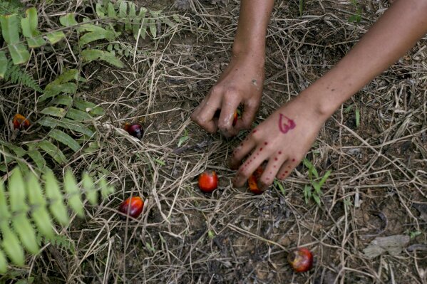 FILE - In this Nov. 13, 2017, file photo, a child collects palm kernels from the ground at a palm oil plantation in Sumatra, Indonesia. Indonesia is the world's largest palm oil producer. The Girl Scouts of the USA said Wednesday, Dec. 30, 2020, that child labor has no place in its iconic cookies and called on the two companies that bake them to act quickly to address any potential abuses linked to the palm oil in their supply chains. (AP Photo/Binsar Bakkara, File)