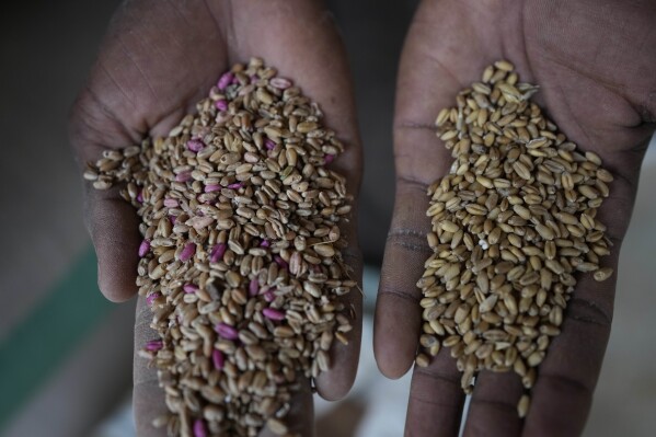A man displays imported and local grain in Dawanau International Market in Kano Nigeria, Friday, July 14, 2023. Nigeria introduced programs before and during Russia's war in Ukraine to make Africa's largest economy self-reliant in wheat production. But climate fallout and insecurity in the northern part of the country where grains are largely grown has hindered the effort. (AP Photo/Sunday Alamba)