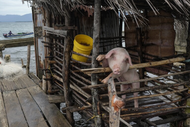 A pig stands in a pen on a walkway on Gardi Sugdub Island, part of the San Blas archipelago off Panama's Caribbean coast, Saturday, May 25, 2024. Due to rising sea levels, about 300 Guna Indigenous families will relocate to new homes, built by the government, on the mainland. (AP Photo/Matias Delacroix)