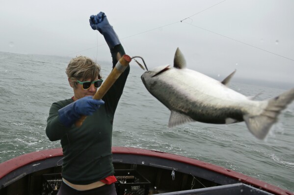 FILE - Sarah Bates hauls in a chinook salmon on the fishing boat Bounty near Bolinas, Calif., Wednesday, July 17, 2019. Federal fishery managers voted Wednesday, April 10, 2024, to cancel all commercial and recreational salmon fishing off the coast of California for the second year in a row, and only the fourth time in state history, because of dwindling stocks. (AP Photo/Eric Risberg,File)