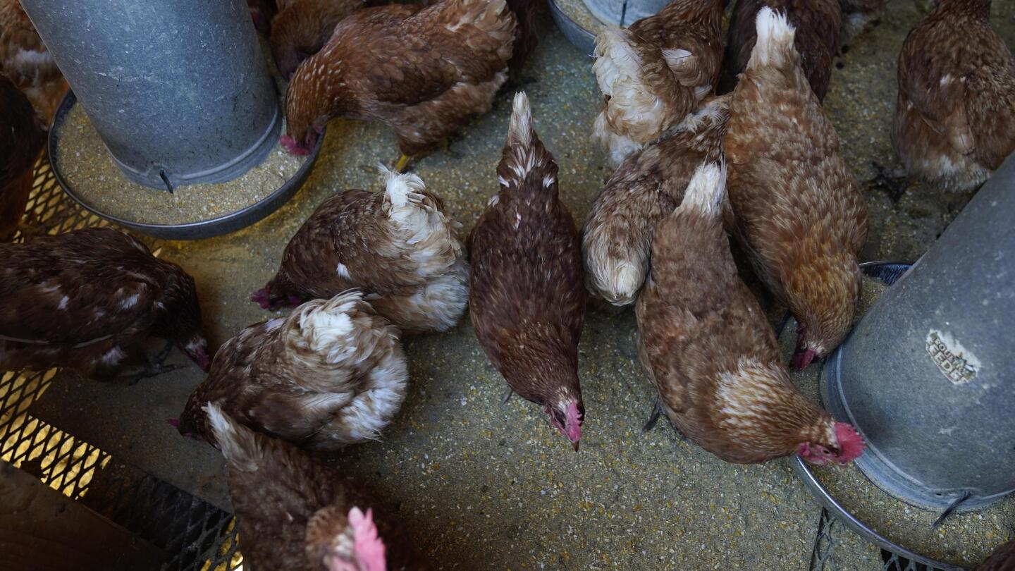 Bird flu costs pile up as outbreak enters second year