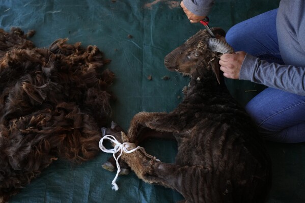 Nikyle Begay shears a Navajo-Churro sheep Thursday, Sept. 7, 2023, on the Navajo Nation in Ganado, Ariz. When it's time for shearing, Begay ties the hooves of the sheep into place and cut the wool by hand with a special pair of scissors. (AP Photo/John Locher)