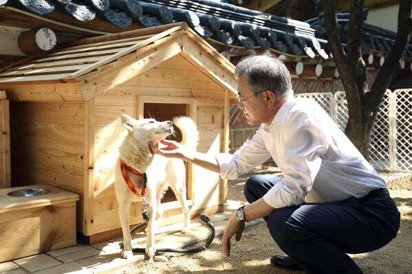FILE - In this photo provided on Oct. 2018, by South Korea Presidential Blue House, South Korean President Moon Jae-in touches a white Pungsan dog, named Gomi, from North Korea, in Seoul, South Korea. (South Korea Presidential Blue House via AP, File)