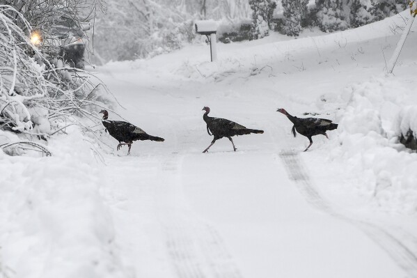 A flock of turkeys crosses Forsberg Street in Worcester, Mass., after a winter storm, Sunday, Jan. 7, 2024. (Allan Jung/Worcester Telegram & Gazette via AP)