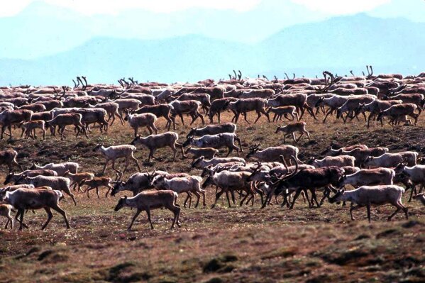 FILE - In this undated file photo provided by the U.S. Fish and Wildlife Service, caribou from the Porcupine Caribou Herd migrate onto the coastal plain of the Arctic National Wildlife Refuge in northeast Alaska.  (U.S. Fish and Wildlife Service via AP, File)