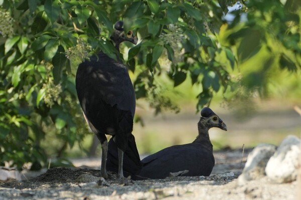 A pair of maleos dig a hole to lay an egg on a beach in Mamuju, West Sulawesi, Indonesia, Friday, Oct. 27, 2023. The bird has suffered losses to its forest habitat and beach nesting grounds. (AP Photo/Dita Alangkara)