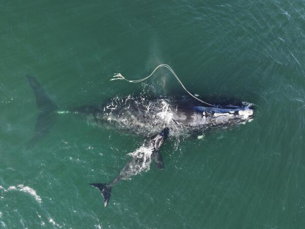 This photograph provided by the Georgia Department of Natural Resources shows an endangered North Atlantic right whale entangled in fishing rope being sighted with a newborn calf on Dec. 2, 2021, in waters near Cumberland Island, Ga. A federal circuit court has reinstated a ban on lobster fishing gear in a nearly 1,000-square-mile area off New England on Wednesday July 13, 2022 to try to protect endangered whales. The National Marine Fisheries Service issued new regulations last year that prohibited lobster fishing with vertical buoy lines in part of the fall and winter in the area. The ruling was intended to prevent North Atlantic right whales, which number less than 340, from becoming entangled. (Georgia Department of Natural Resources/NOAA Permit #20556 via AP)