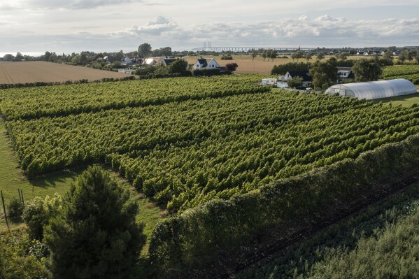 The Öresund Bridge that connects Denmark and Sweden is visible in the background of a vineyard in Klagshamn, Sweden, Monday, July 24, 2023. (AP Photo/David Keyton)