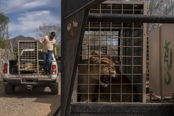 A lion sits in a cage waiting to be transported to Mazatlan, Sinaloa state, at the Ostok Sanctuary, on the outskirts of Culiacan, Sinaloa state, Mexico, Tuesday, May 20, 2025. (AP Photo/Felix Marquez)