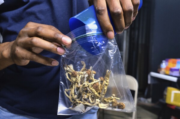 FILE - A vendor bags psilocybin mushrooms at a cannabis marketplace on May 24, 2019, in Los Angeles. California Gov. Gavin Newsom has vetoed a bill aimed at decriminalizing the possession and use of some hallucinogens, including psychedelic mushrooms. The veto, Saturday, Oct. 7, 2023, comes after the Legislature voted to make California the third state to do so. The bill would have removed criminal penalties for the possession and use of psychedelic mushrooms, mescaline and dimethyltryptamine, or DMT. It would only have applied to those older than 21 years old. (AP Photo/Richard Vogel, File)