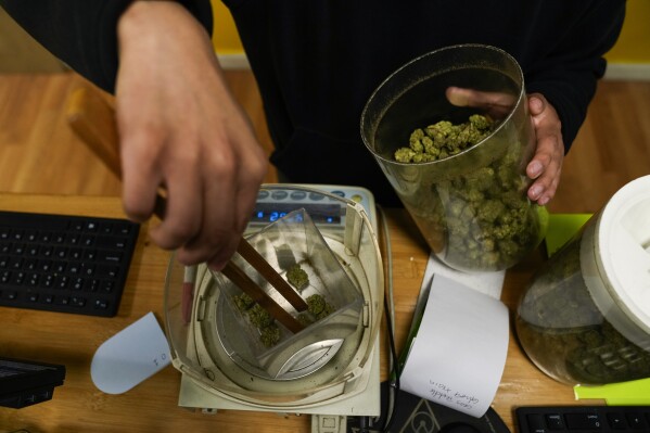 Budtender Rey Cruz weighs cannabis for a customer at the Marijuana Paradise on Friday, April 19, 2024, in Portland, Ore. (AP Photo/Jenny Kane)