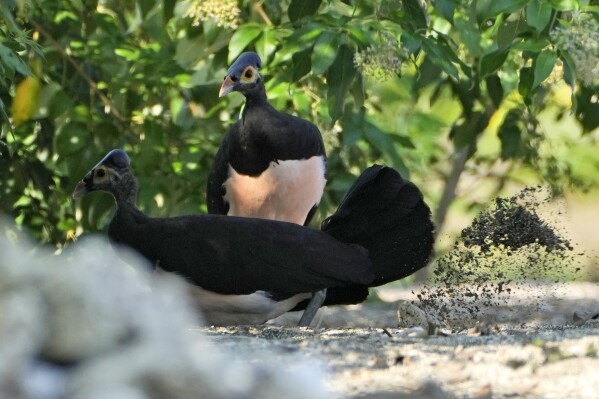 A maleo digs a hole to lay an egg as its partner keeps lookout on a beach in Mamuju, West Sulawesi, Indonesia, Friday, Oct. 27, 2023. With their habitat dwindling and nesting grounds facing encroachment from human activities, the journey of a maleo pair for egg laying grows ever more precarious and uncertain. Maleo populations have declined by more than 80% since 1980, an expert said. (AP Photo/Dita Alangkara)