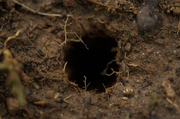 A cicada hole is seen in the soil after a heavy rain on the campus of Wesleyan College in Macon, Ga., Wednesday, March 27, 2024. Cicadas preemptively dig tunnels to the surface before they are ready to emerge. (AP Photo/Carolyn Kaster)