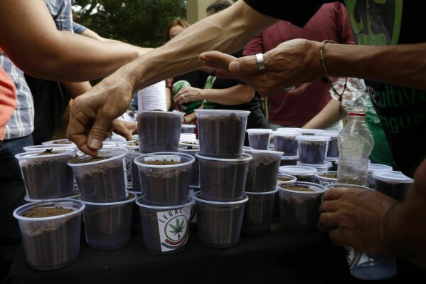 Locals receive free marijuana seeds planted in plastic cups, from the Mama Cultiva NGO, in Asuncion, Paraguay, Saturday, June 15, 2019. Mama Cultiva is distributing free marijuana seeds so that mothers of chronically ill patients can produce CBD oil at home. (AP Photo/Jorge Saenz)