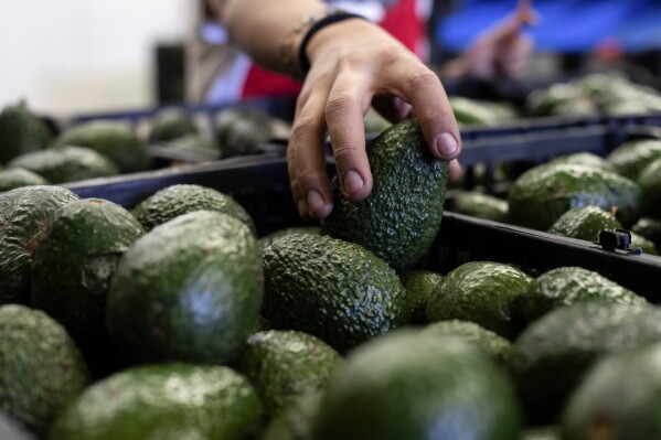 A worker packs avocados at a plant in Uruapan, Michoacan state, Mexico, Friday, Feb. 9, 2024. A lack of rain and warmer temperatures has resulted in fewer avocados being shipped from Mexico to the United States. (APPhoto/Armando Solis)
