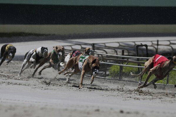 
              FILE - In this Oct. 4, 2018, file photo, greyhound dogs sprint around a turn during a race at the Palm Beach Kennel Club, in West Palm Beach, Fla. Florida greyhound racing will soon hit the finish line as the sport suffered a rout at the ballot box. The state voted 69 to 31 percent Tuesday, Nov. 6, to pass Amendment 13, which bans the sport beginning on Jan. 1, 2021. (AP Photo/Brynn Anderson, File)
            