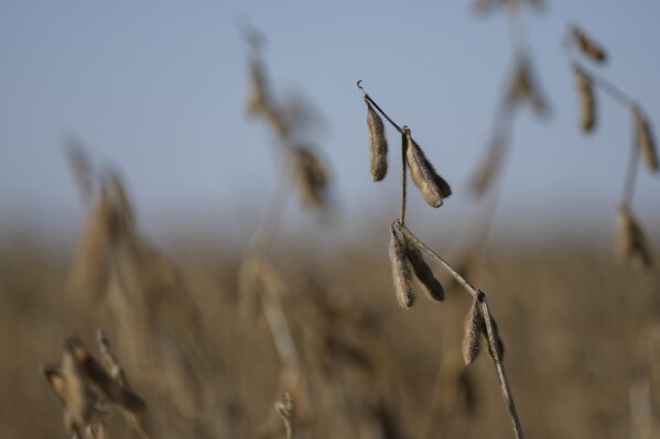 Soybeans before harvesting, Tuesday, Oct. 10, 2023, at a farm near Allerton, Ill. Cover crops top the list of tasks U.S. farmers are told will build healthy soil, help the environment and fight climate change. Yet after years of incentives and encouragement, Midwest farmers planted cover crops on only about 7% of their land in 2021. (AP Photo/Joshua A. Bickel)