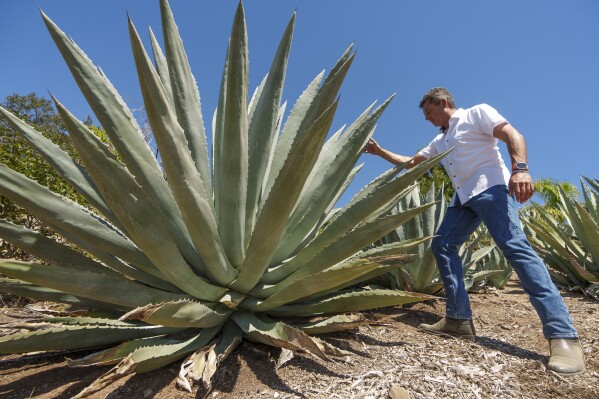 Leo Ortega tours agave plants at his home in Murrieta, Calif., Tuesday, Oct. 17, 2023. Agave thrives on almost no water. The plant isn't grown on a large scale in California, and it would take years for that to happen, but local distillers say the spirits they've made from agave so far are selling out. (AP Photo/Damian Dovarganes)