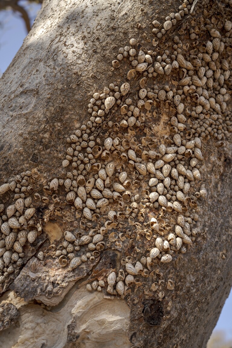 Achatinelloides mollusks gather on a tree's bark on the Yemeni island of Socotra, Sept. 22, 2024. (AP Photo/Annika Hammerschlag)
